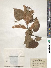 Tilia americana image