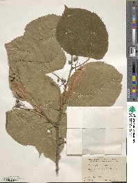 Tilia americana image