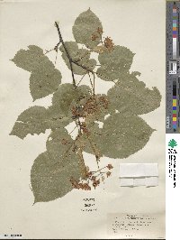 Tilia americana image