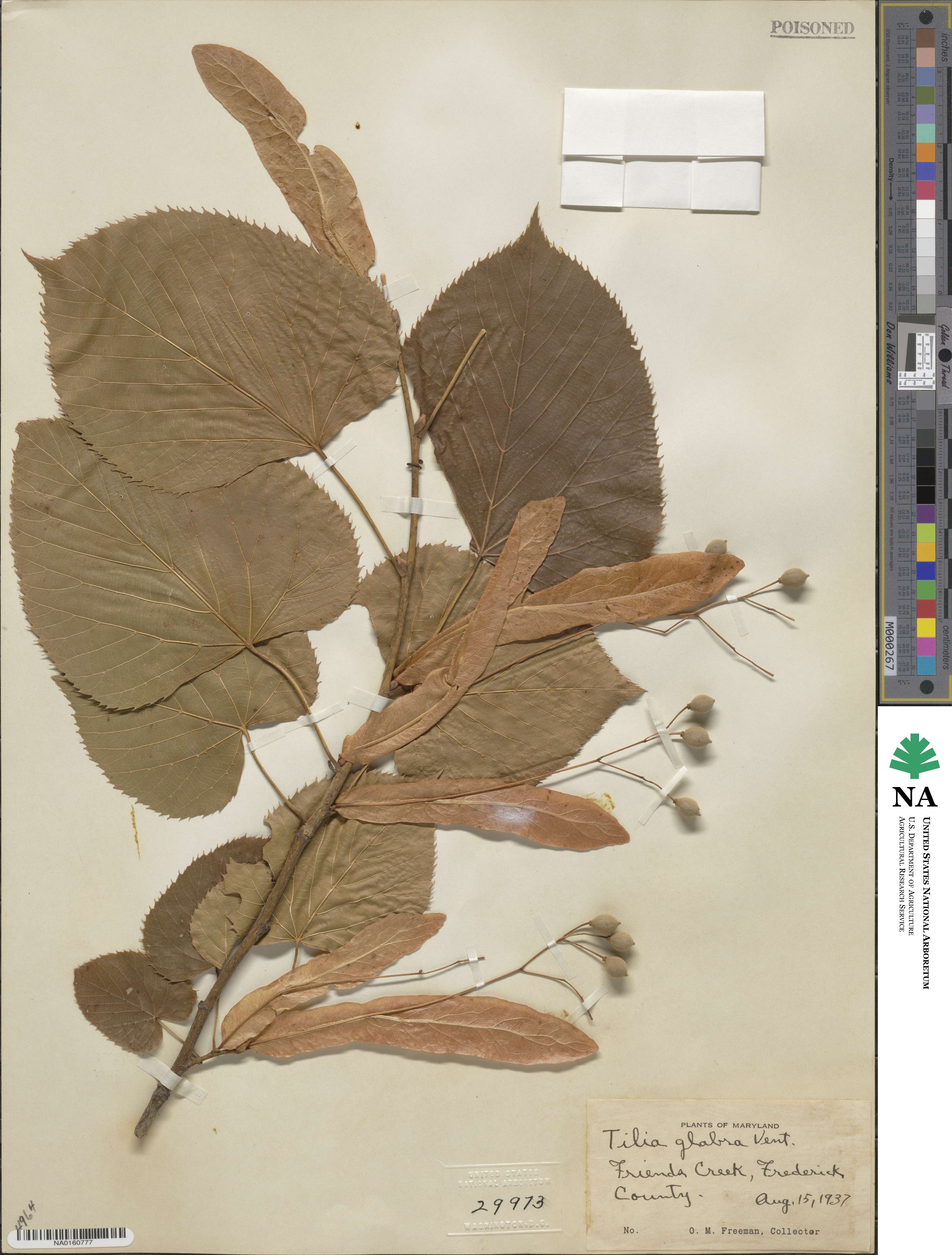 Tilia americana image