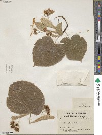 Tilia americana image