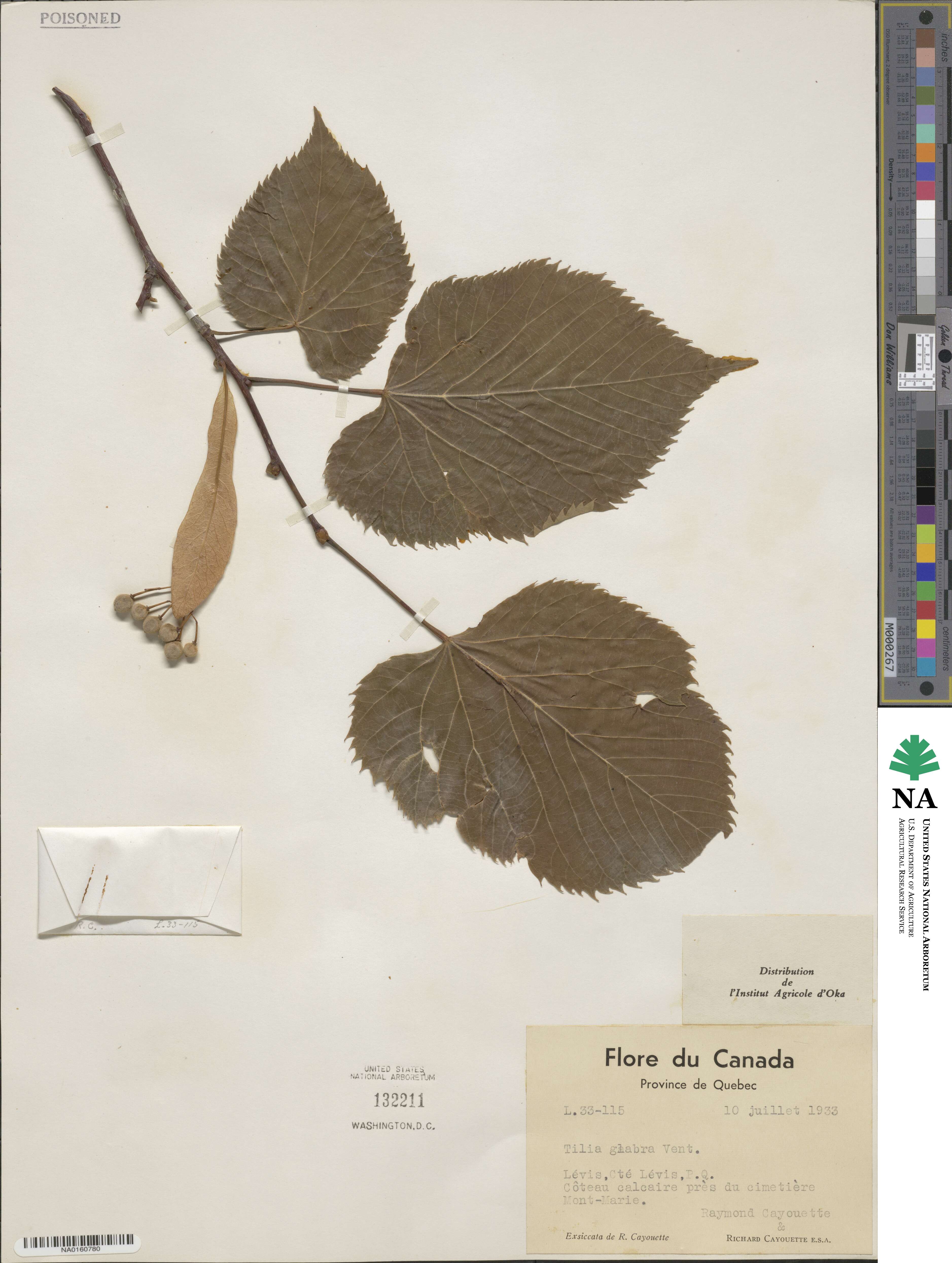 Tilia americana image