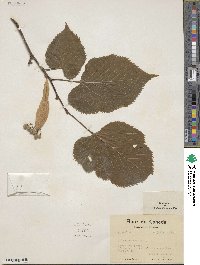 Tilia americana image