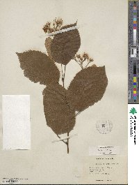 Tilia americana var. heterophylla image