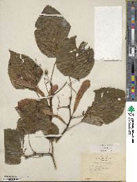 Tilia americana image