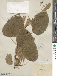 Tilia americana var. heterophylla image