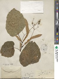 Tilia americana image