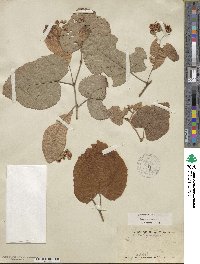 Tilia americana var. heterophylla image