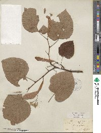 Tilia americana var. heterophylla image