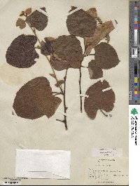 Tilia americana image