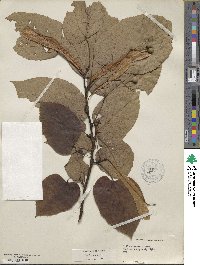 Tilia americana image