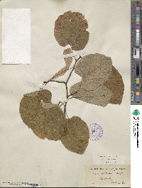 Tilia americana var. heterophylla image