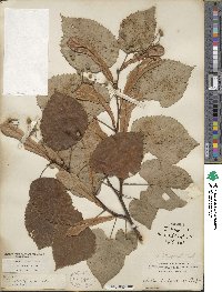 Tilia americana image