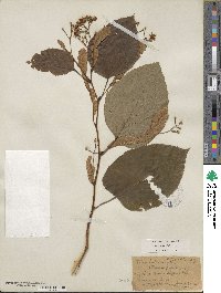 Tilia americana var. heterophylla image