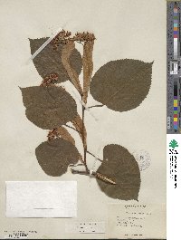 Tilia americana image