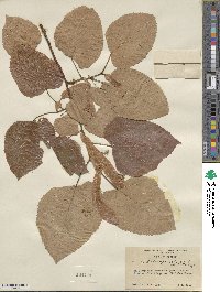 Tilia americana var. heterophylla image