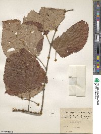 Tilia americana image