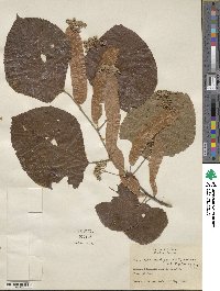 Tilia americana var. heterophylla image