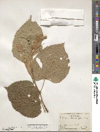 Tilia americana var. heterophylla image