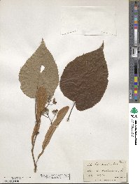 Tilia americana image