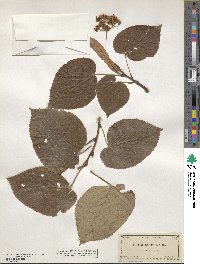 Tilia americana var. heterophylla image