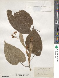 Tilia americana image