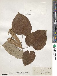 Tilia americana image