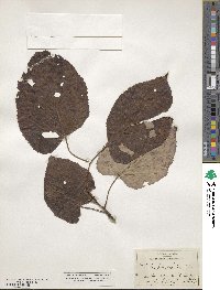 Tilia americana var. heterophylla image