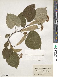 Tilia americana var. heterophylla image