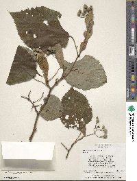 Tilia americana var. heterophylla image