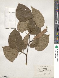 Tilia americana var. heterophylla image