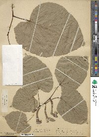 Tilia americana image