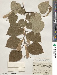 Tilia americana var. heterophylla image