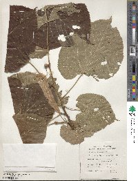 Tilia americana var. heterophylla image