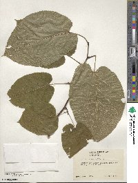 Tilia americana var. heterophylla image