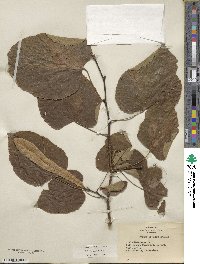 Tilia americana image