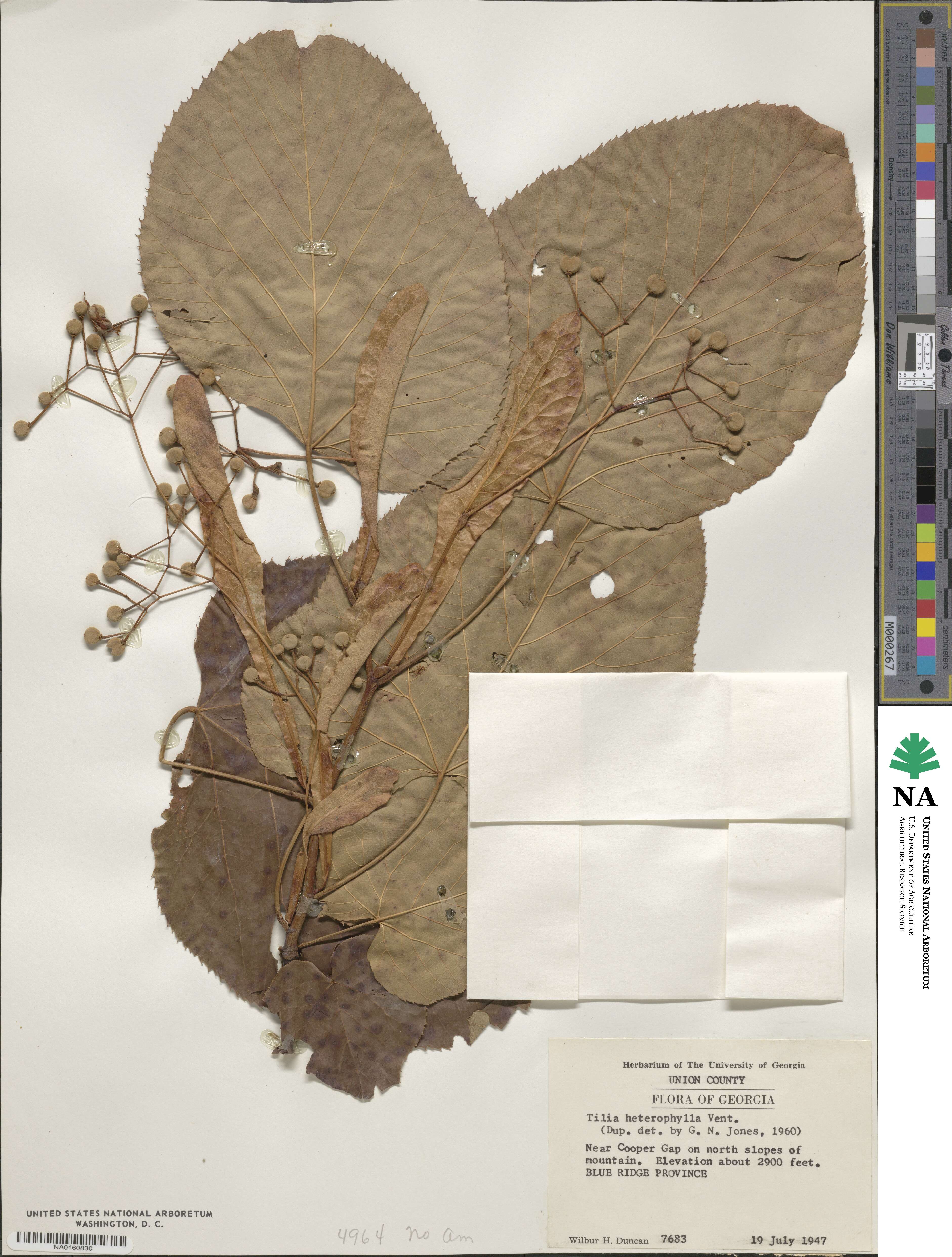 Tilia americana var. heterophylla image