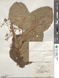 Tilia americana image