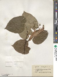 Tilia americana image