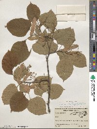 Tilia americana var. heterophylla image