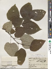 Tilia americana var. heterophylla image