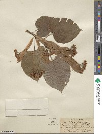 Tilia americana image