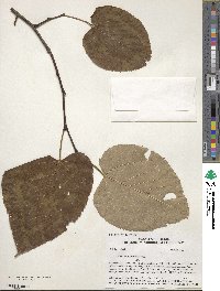 Tilia americana var. heterophylla image