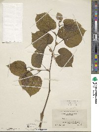 Tilia americana image