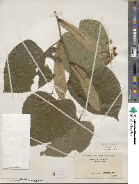 Tilia americana var. heterophylla image