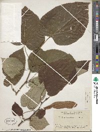 Tilia americana var. heterophylla image