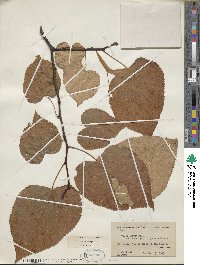 Tilia americana image