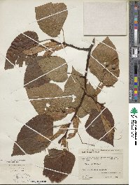 Tilia americana image