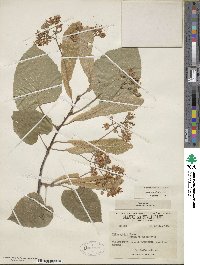 Tilia americana image