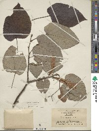 Tilia americana image